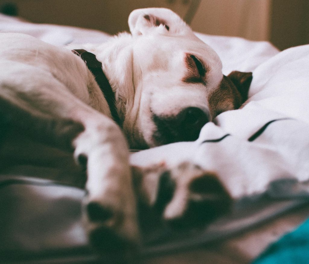 pexels-fotios-photos-2102839